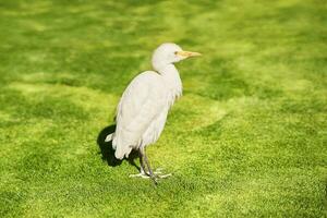Picture of egypt egret bird on green grass photo