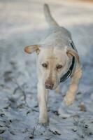 Labrador portrait photos in Liptov, photoshoot with dog, Slovakia 04.04.2023