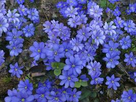 bright flowers blue snowdrop or noble liverwort, spring primroses photo