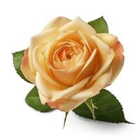 Fresh beautiful rose isolated on white background with clipping pat, generate ai photo