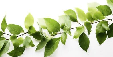 green leaves and leaves on white background free photo collection, in the style of Vicente Redondo, text based, precisionist, linear simplicity, antti lovag, printed social commentary, generate ai