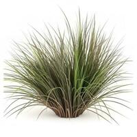 ornamental grass isolated on white backgroundi, generate ai photo