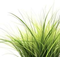 GREEN ornamental grass isolated on white backgroundi, generate ai photo