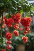 courtyard background, Bulbous begonia blossoms, Bulbous begonia flowers hang down in strings, Hanging like rows of wind chimes, Petals are small and beautiful, generate ai photo