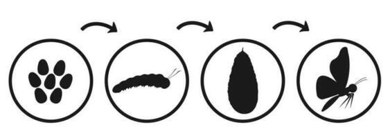 Butterfly development cycle. Silhouette infographic of caterpillar emergence and transformation. Transformation of insect pupa. vector