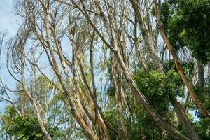 Dead tree branches with blue sky in the background,Mexico. photo