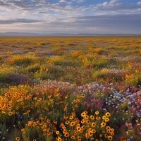 A plain field with wild flowers in blossom photo