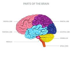 cerebro tiene partes cerebro, cerebelo, tronco encefálico, y límbico sistema, cada con único funciones vector