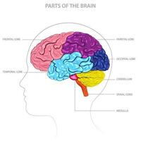 cerebro partes incluir cerebro, cerebelo, tronco encefálico, y límbico sistema, cada con distinto funciones vector