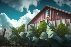 Cabbage growing in front of a red wooden house 3d render. photo