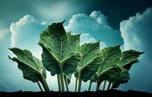 Cabbage leaves on blue sky background. Toned image. Copy space.. photo