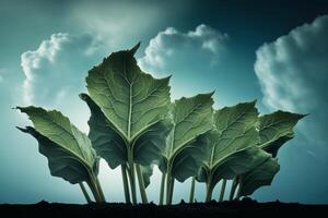 Cabbage leaves on blue sky background. Toned image. Copy space.. photo