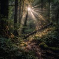 Sun beams in the misty forest with trees and ferns. photo