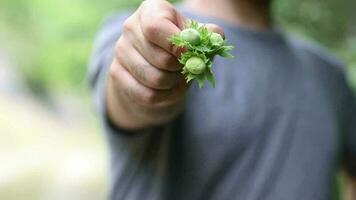 Green hazelnuts holding on the finger of a young man standing in greenery, a teenager in a shirt showing unripe hazelnuts video