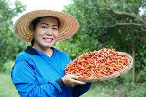 Happy Asian woman farmer is in garden, wear hat, blue shirt, hold tray of red chillies. Concept , Local agriculture farming. Easy living lifestyle. Farmer satisfied. Organic crops. photo