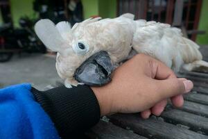 catúa loro acariciando un del hombre mano. concepto foto de un animal ese es mendicidad o siendo estropeado