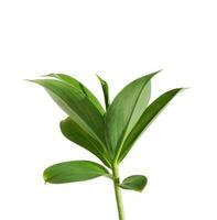 Chamaecostus cuspidatus, fiery costus or spiral flag green leaves isolated on white background. photo