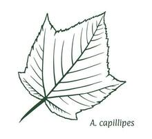 Serpentine maple leaf. The sketch is drawn by hand, in ink with a pencil. Names in Latin. Acer capillipes . Isolated on white background. Vector. vector