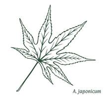 Japanese maple leaf. The sketch is drawn by hand, in ink with a pencil. Names in Latin. Acer japonicum. Isolated on white background. Vector. vector
