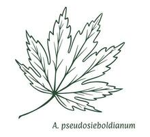 acer pseudosieboldiano hoja. el bosquejo es dibujado por mano, en tinta con un lápiz. nombres en latín. aislado en blanco antecedentes. vector. vector