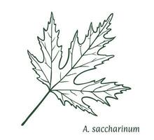 Silver maple leaf. The sketch is drawn by hand, in ink with a pencil. Acer saccharinum. Names in Latin. Isolated on white background. Vector. vector