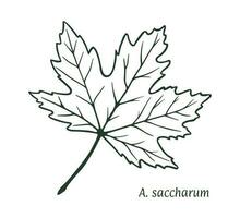 Sugar maple leaf. The sketch is drawn by hand, in ink with a pencil. Names in Latin. Acer sacharum. Isolated on white background. Vector. vector