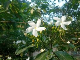 jasmine flower garden. A tree with white flowers and green leaves with the word jasmine on it. Nature view, flower grove, green leaves. photo