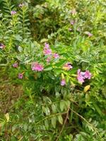 A plant with purple flowers and green leaves.A field of flowers with green leaves and pink flowers.A bunch of purple flowers are in a field.Nature view, small flower, flowers grove. photo