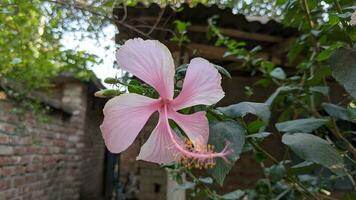 Pink Chaina Rose In hot summer.Beautiful Flower in the background of nature .Various types of chaina rose. portrait blur closeup shoot. photo