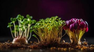 brotante para salud un de cerca de alfalfa, brócoli, y rábano coles germinando generativo ai foto