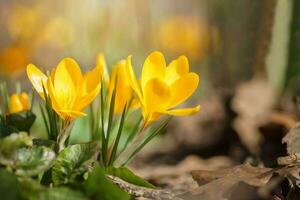 Golden crocus Crocus chrysanthus Fuscotinctus blooms in a garden in March photo