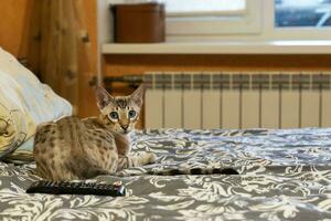 domestic cat is lying on the bed. mixture of Bengali, Oriental breeds photo