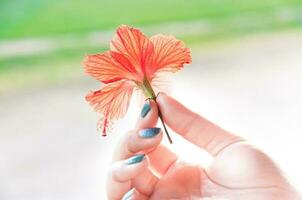 hands Woman holding hibiscus flowers,hibiscus flower in woman's hands,Beautiful hibiscus flower on nature background photo