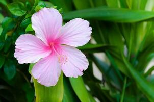 hibisco flores el planta es nativo a este asia, rosa flores floración en el verde jardín foto