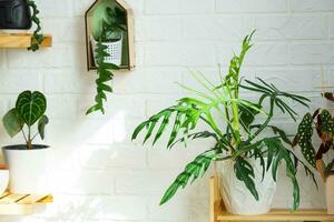 Shelving with a group of indoor plants in the interior. Houseplant Growing and caring for indoor plant, green home photo