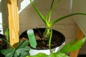 Drip fertilizer for potted plants, stimulator of development, growth acceleration, home plant care. A bottle of liquid is inserted into the soil in a pot. Home crop production photo