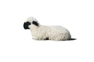 black and white lamb isolated, exposed, lying to work. Farm animal from the farm photo