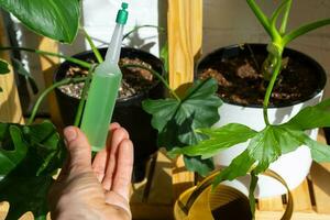 Drip fertilizer for potted plants, stimulator of development, growth acceleration, home plant care. A bottle of liquid is inserted in the hand of a woman. Home crop production photo