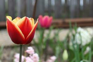 Thread of a mixed-color tulip. This tulip has both yellow and red patterns on it photo