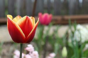 Thread of a mixed-color tulip. This tulip has both yellow and red patterns on it photo