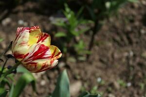 hilo de un color mezclado tulipán. esta tulipán tiene ambos amarillo y rojo patrones en eso foto