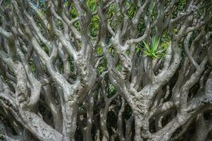 dracaena cinnabari, dragons blood tree, branches of dragons tree. photo