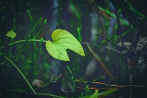 Light green damaged leaf on a thin branch against dark blurred forest background with green tall swanp grass selective focus photo