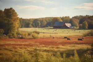 A peaceful countryside scene with a red barn in the distance surrounded by fields of hay and cattle grazing lazily. photo