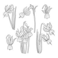 Set of line drawing narcissus triandrus. Daffodils blossom contour collection vector