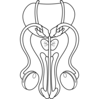 pênis. masculino reprodutivo órgão. linha desenhando png