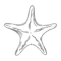 Sea strafish engraving. Ocean star sketch isolated in white backgroung. Vector illustration