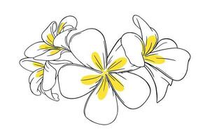 Frangipani or plumeria tropical flower for leis. Engraved frangipani with yellow petals isolated in white background. Vector illustration