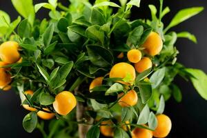 The Calamondin Orange nitro fortunella macrocarpa is a hybrid of mandarin an cumquat photo