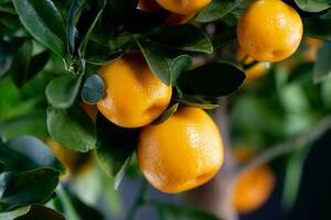 The Calamondin Orange nitro fortunella macrocarpa is a hybrid of mandarin an cumquat photo